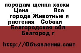 породам щенка хаски › Цена ­ 10 000 - Все города Животные и растения » Собаки   . Белгородская обл.,Белгород г.